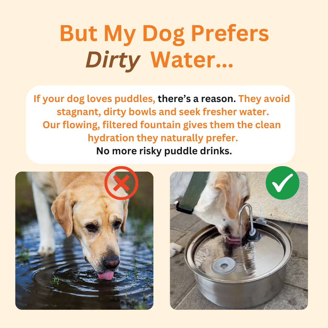 WoefMeow™ | The dog Fountain